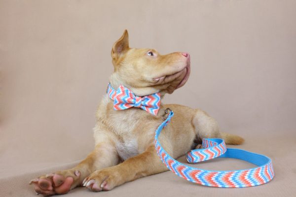  DC064 The Wave Dog Bow tie Collar and Leash (22)