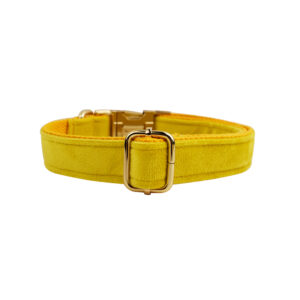 DCA119 Yellow Velvet Dog Collar set 3 → AmazpetSupplies.com DCA119 Yellow Velvet Dog Collar set 3